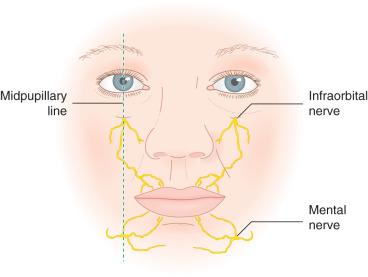 Fig. 16.2, Sensor innervation to the lip.