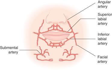 Fig. 16.3, Arterial supply to the lip.