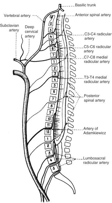 Fig. 162.4, Lateral view of the blood supply of the spinal cord, depicting the anterior and posterior radiculomedullary branches.