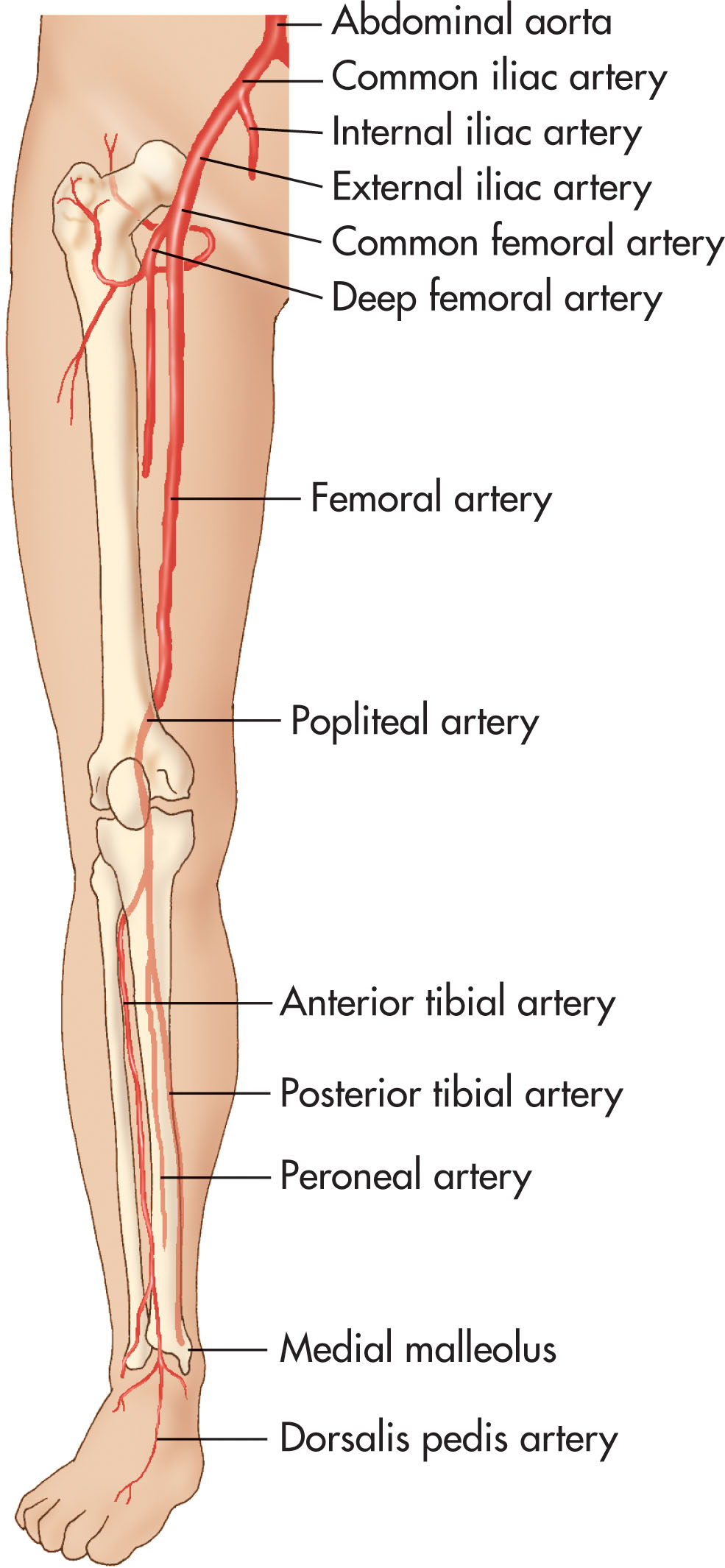 Fig. 39.1, Arteries of the lower extremity.