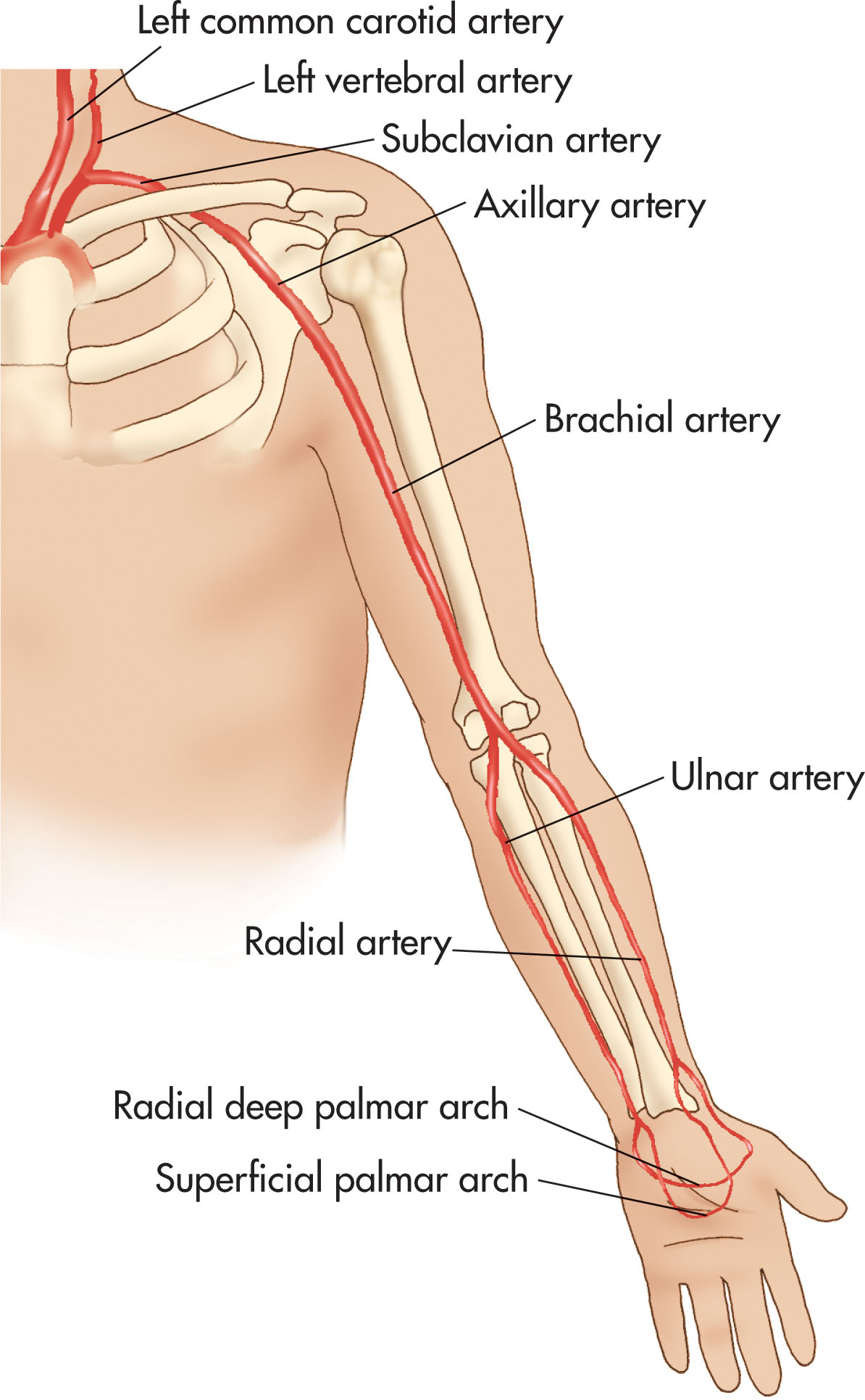 Fig. 39.2, Arteries of the upper extremity.