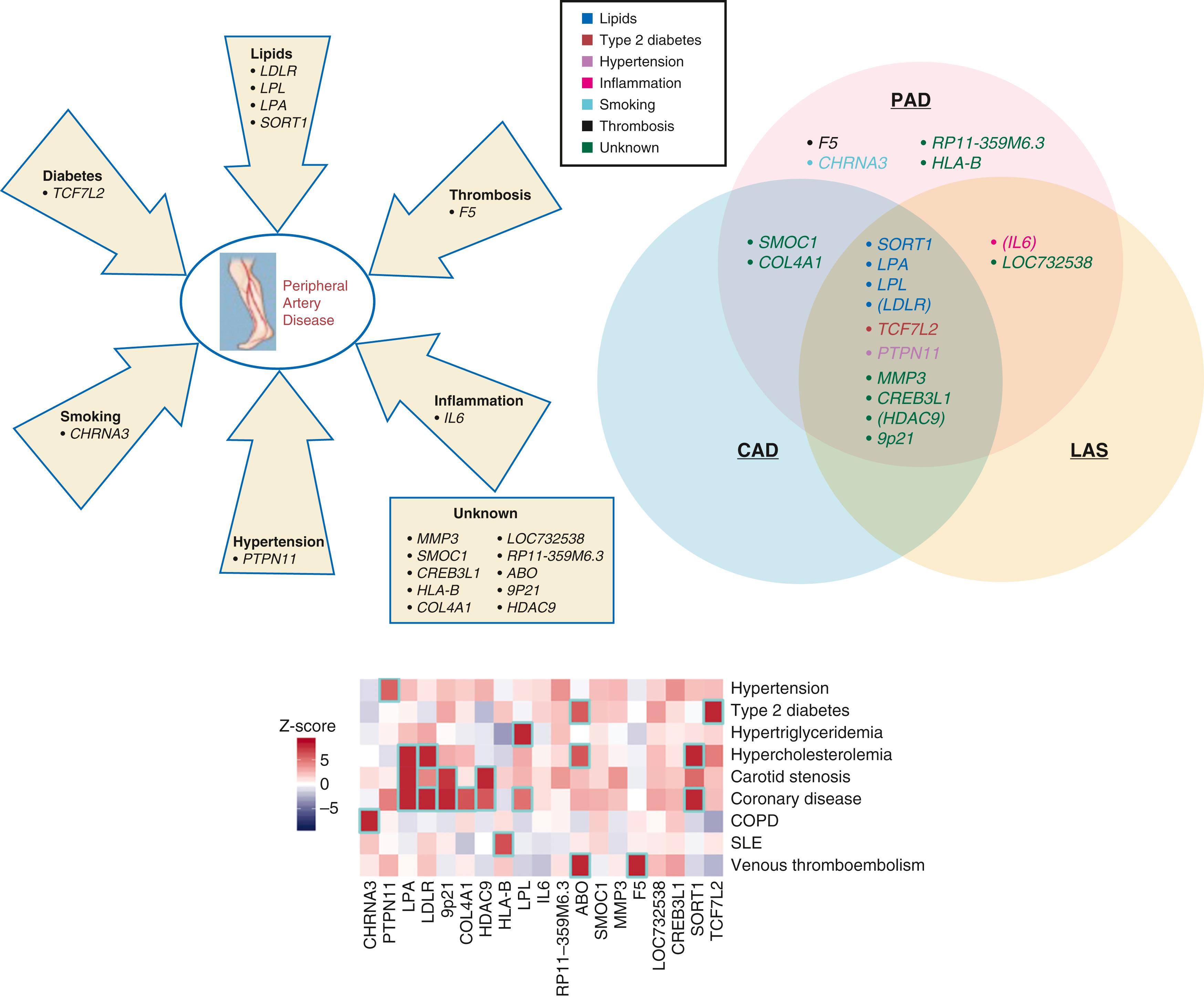 EFIGURE 43.2, Genetic mutations and peripheral artery disease.