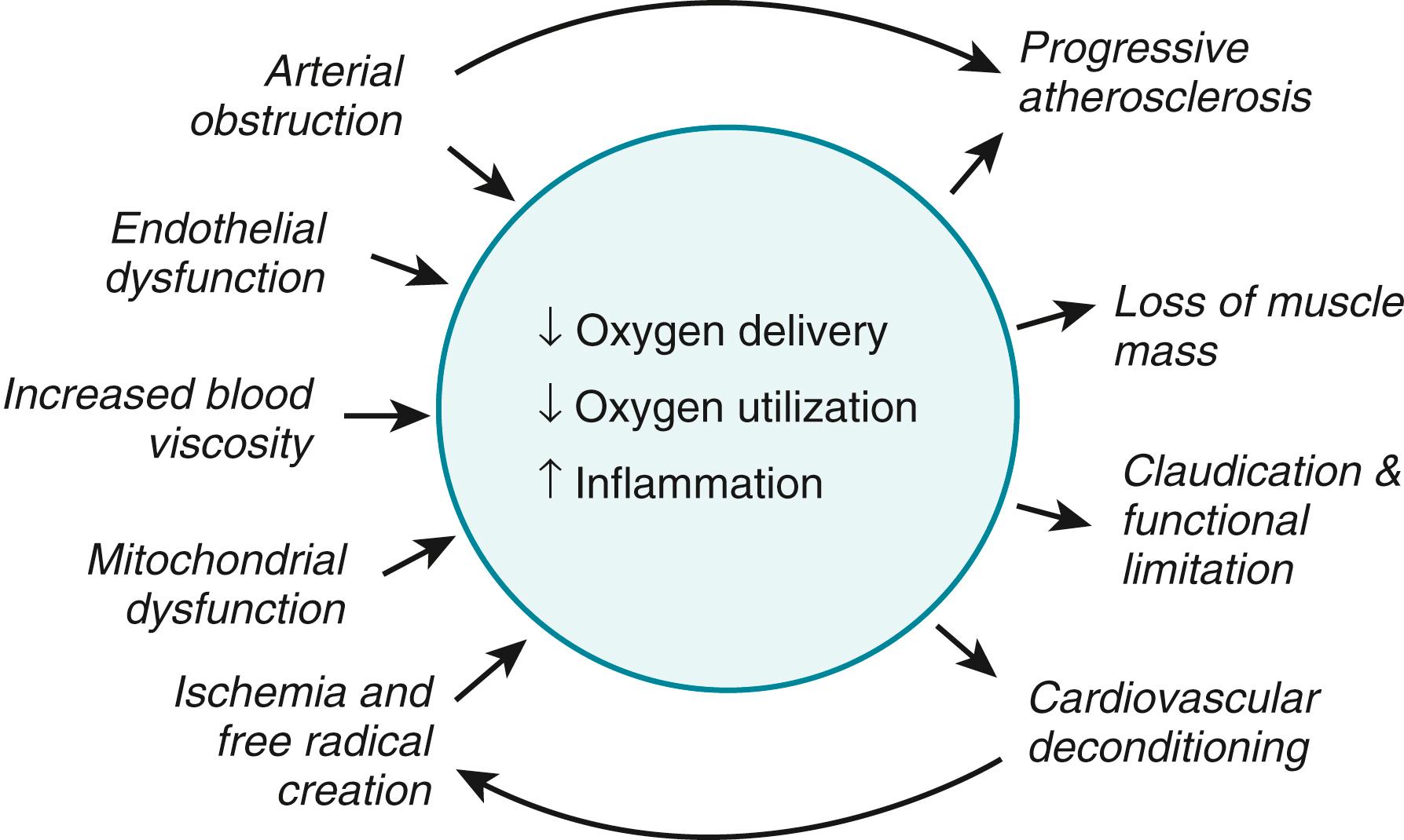 FIGURE 43.1, Mechanisms for functional limitations in PAD.