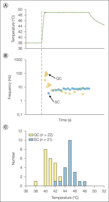 Figure 1-2, Two types of heat responses are observed in C-fiber nociceptors.