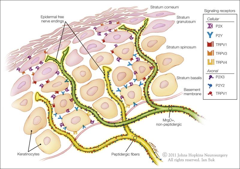 Figure 1-4, Schematic illustration of unmyelinated fiber terminations in the epidermis.