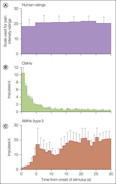 Figure 1-6, Ratings of pain by human subjects during a long-duration, intense heat stimulus (53°C, 30 seconds) applied to the glabrous skin of the hand compared with responses of C-fiber mechano-heat–sensitive nociceptors (CMHs) and type I A-fiber mechano-heat–sensitive nociceptors (AMHs).