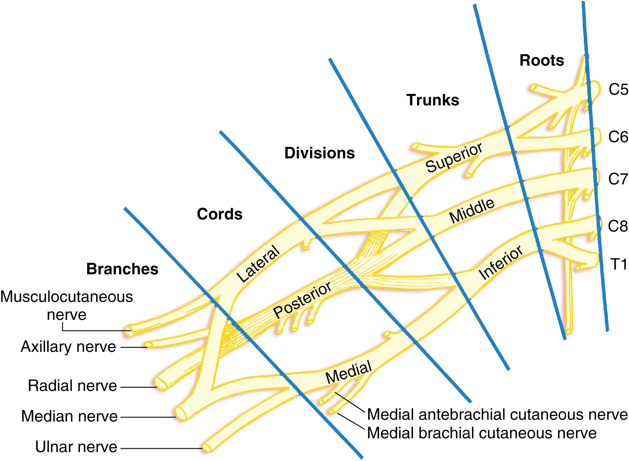 Fig. 46.16, Roots, trunks, divisions, cords, and branches of the brachial plexus.