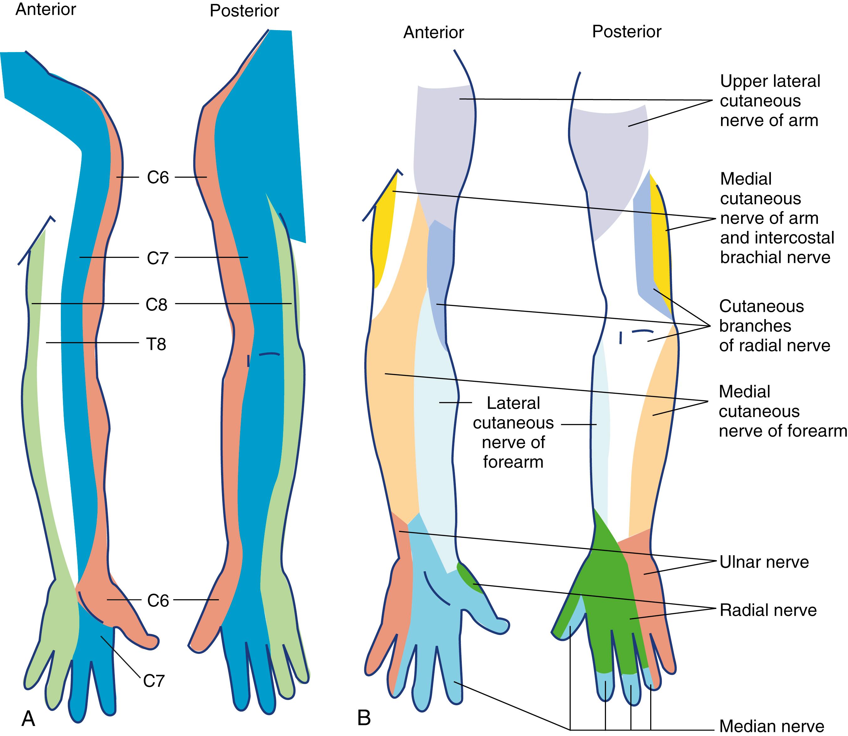 Fig. 46.17, (A) Cutaneous distribution of the cervical roots. (B) Cutaneous distribution of the peripheral nerves.