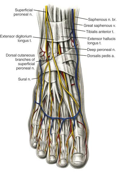 Fig. 114.5, Illustrated is an artistic drawing of the anatomy of the dorsum of the foot.
