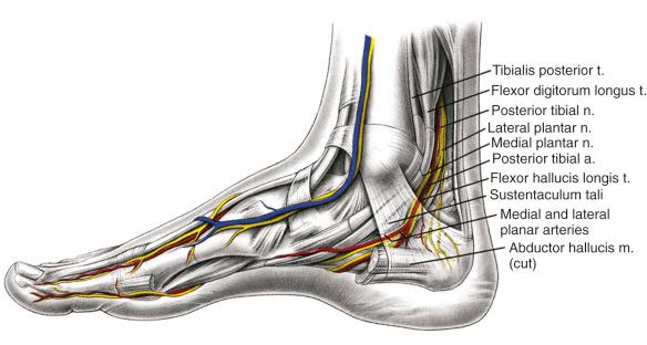 Fig. 114.6, Depicted is an artistic drawing presenting the anatomy of the medial aspect of the foot and ankle.