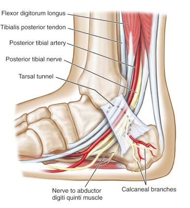 Fig. 114.7, The image shows the course of the tibial nerve and its branches in the distal aspect of the lower limb and ankle.