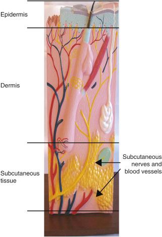 Figure 61.1, Schematic drawing of the human skin and subcutaneous layer.