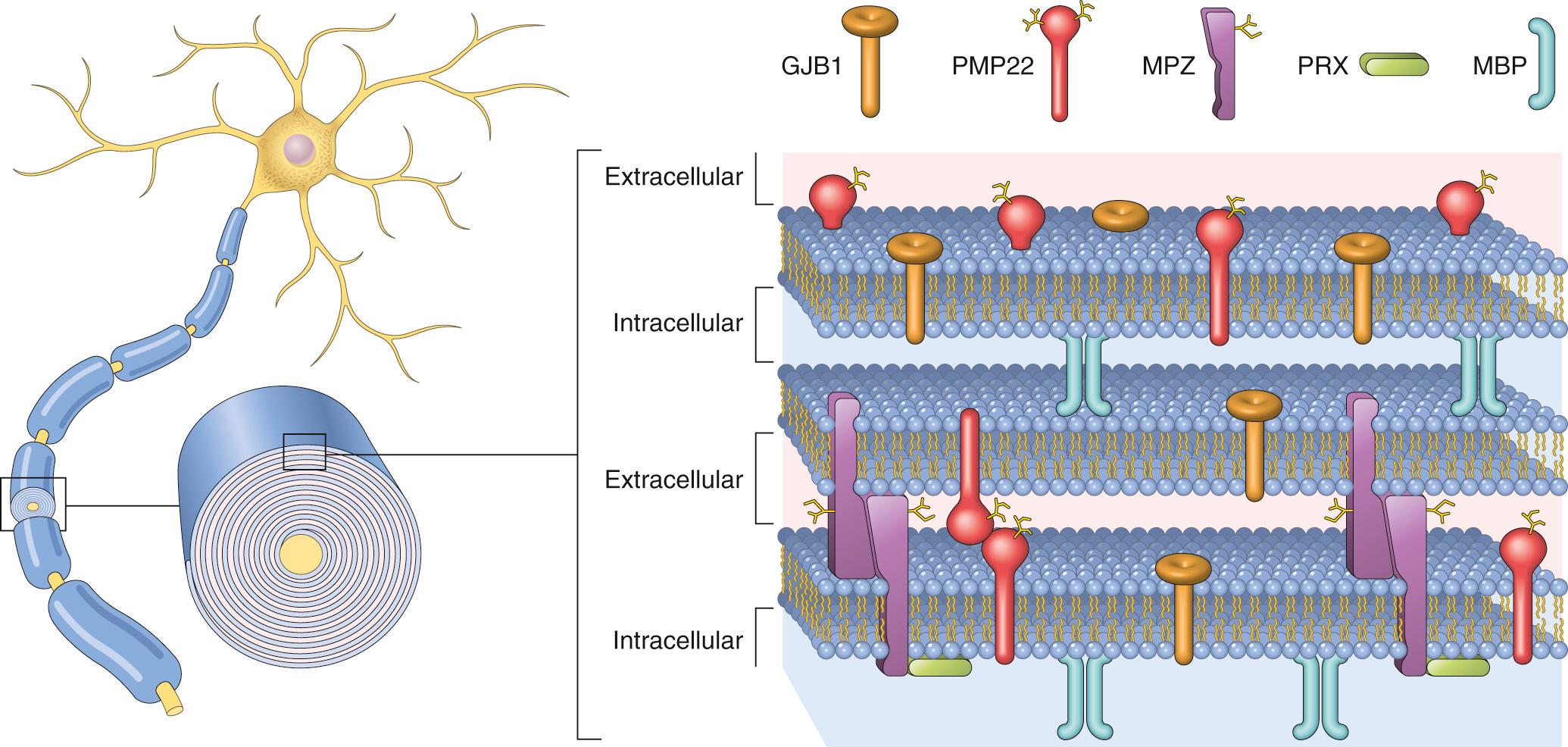 Figure 27.1, Relationship between lipid bilayers and associated proteins in myelin within internodes. Myelin basic protein (MBP) is an intracellular protein that has a role in myelin compaction. Mutant forms of myelin protein zero (MPZ), peripheral myelin protein 22 (PMP22), gap junction protein, beta 1 (GJB1), and periaxin (PRX) cause some forms of Charcot-Marie-Tooth disease, a hereditary demyelinating neuropathy.