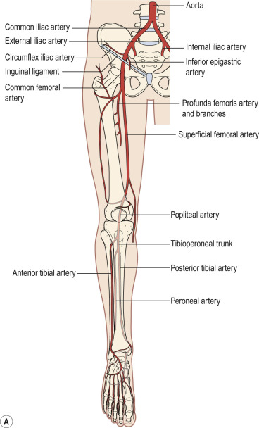 Fig. 80.7, Diagram of (A) lower and (B) upper limb anatomy.