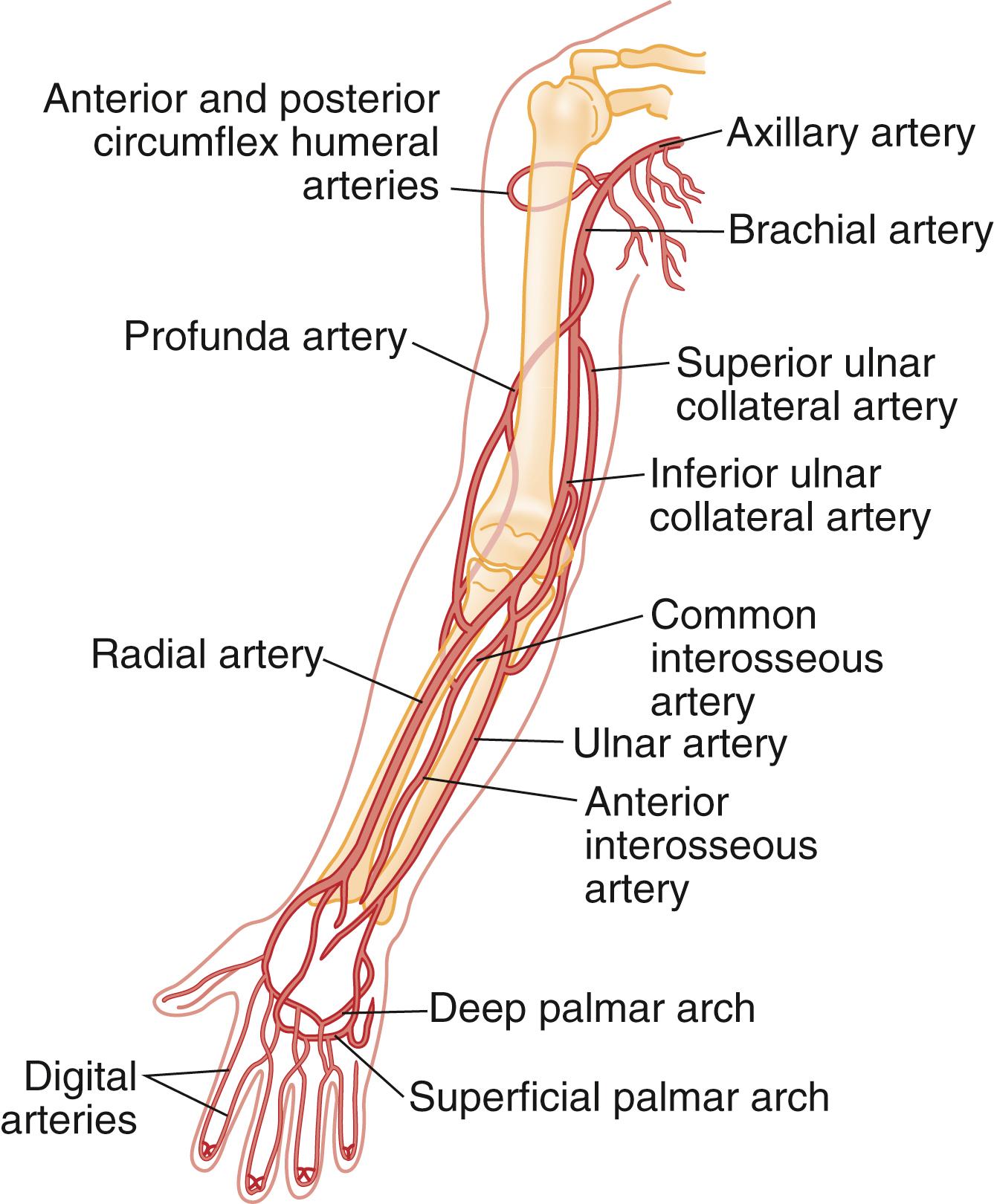 Fig. 40.1, Major Arteries of the Upper Limb.