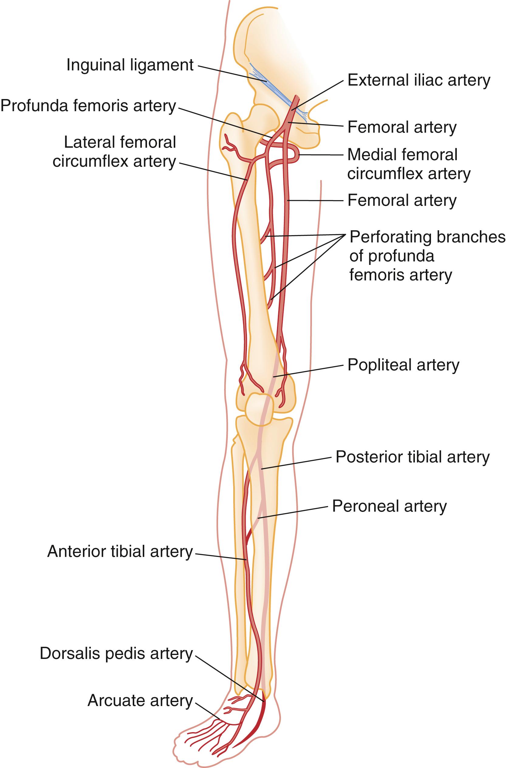 Fig. 40.2, Major Arteries of the Lower Limb.