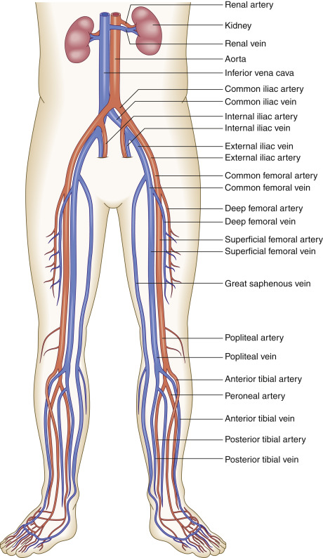 Fig. 26.3, Arterial anatomy of the lower extremity.