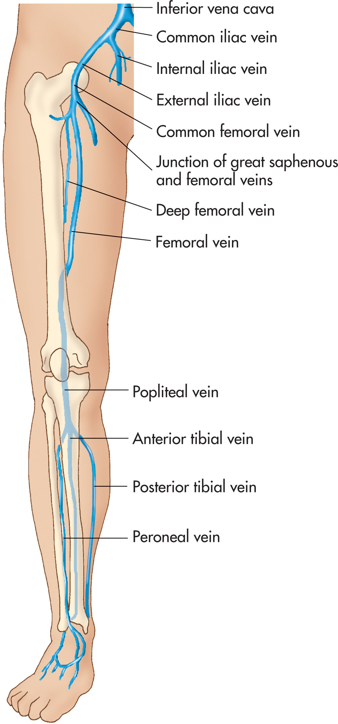 Fig. 40.1, Lower extremity deep veins.