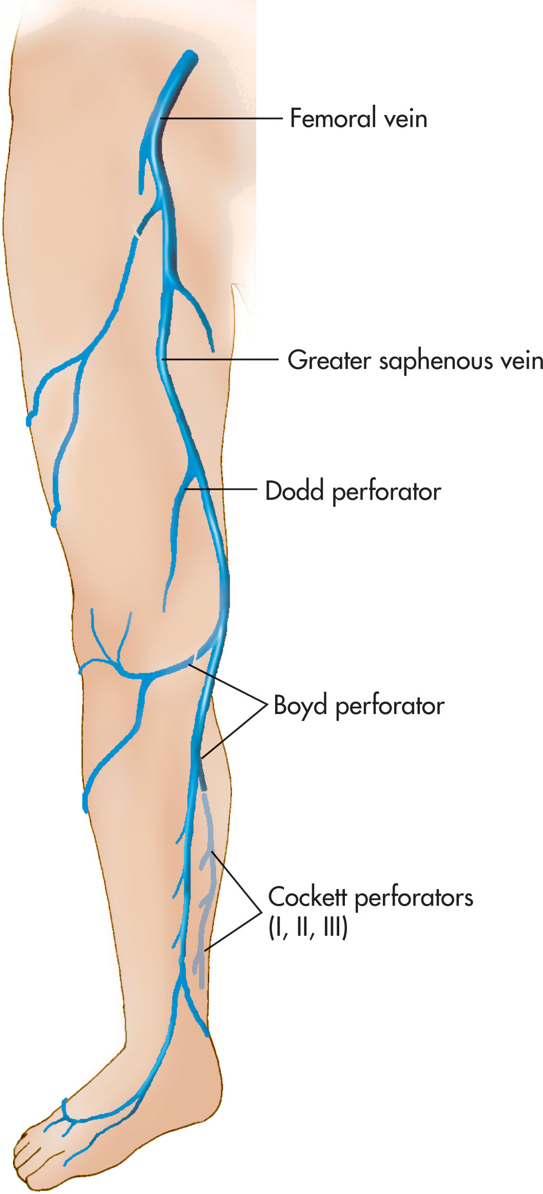 Fig. 40.2, Great saphenous vein and perforators.