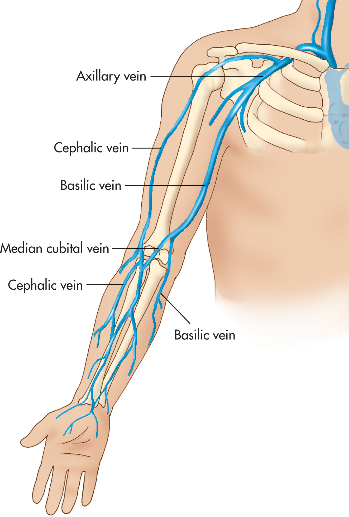 Fig. 40.5, Upper extremity superficial veins.