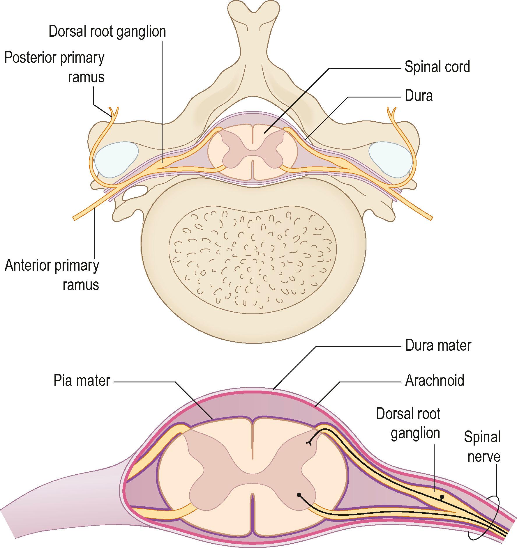 Figure 22.1, The anterior and posterior nerve roots, which emerge from rootlets attached to the spinal cord.