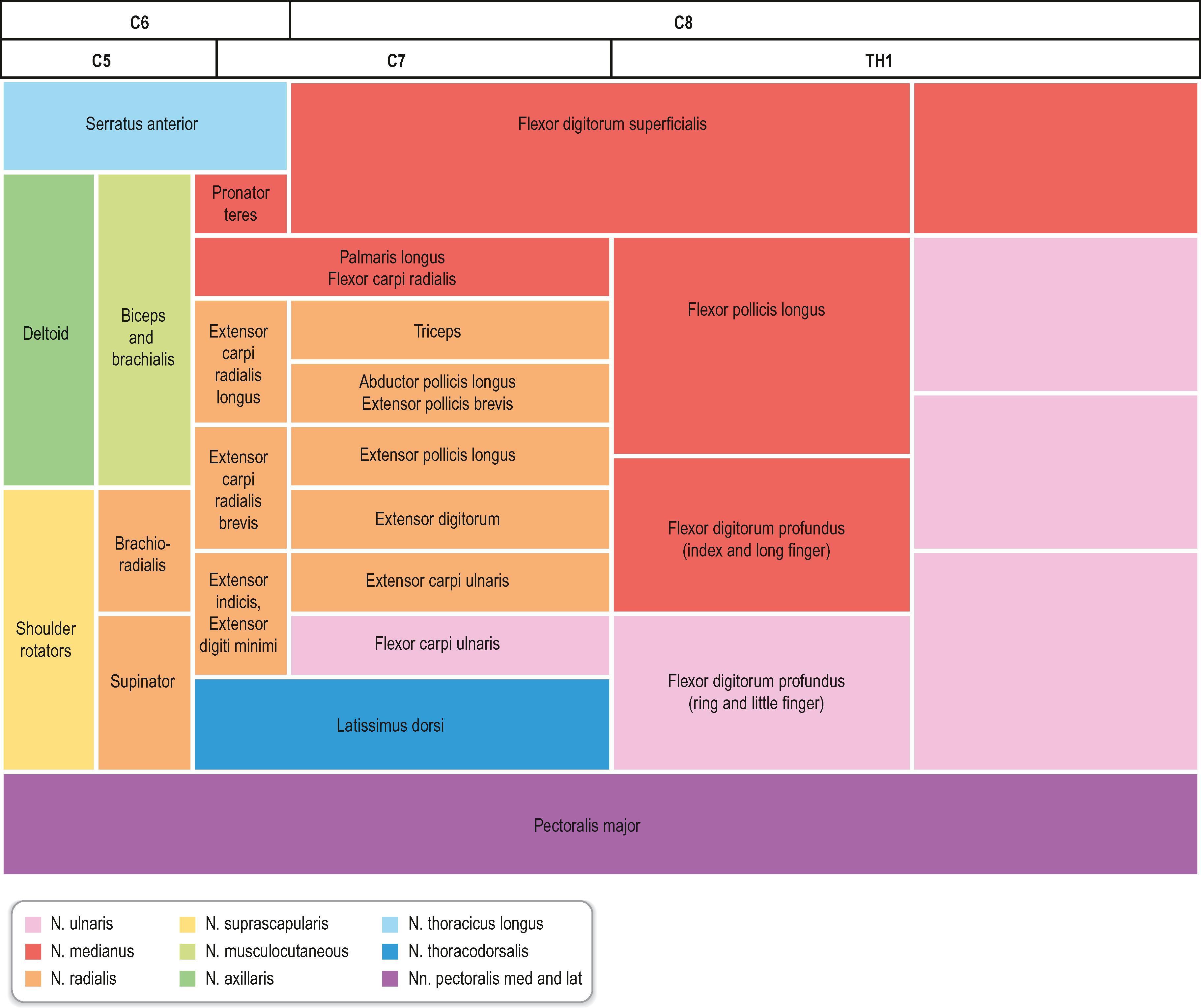 Figure 22.2, The origin of the nerves of the brachial plexus (C5–Th1, top), and their target muscles.