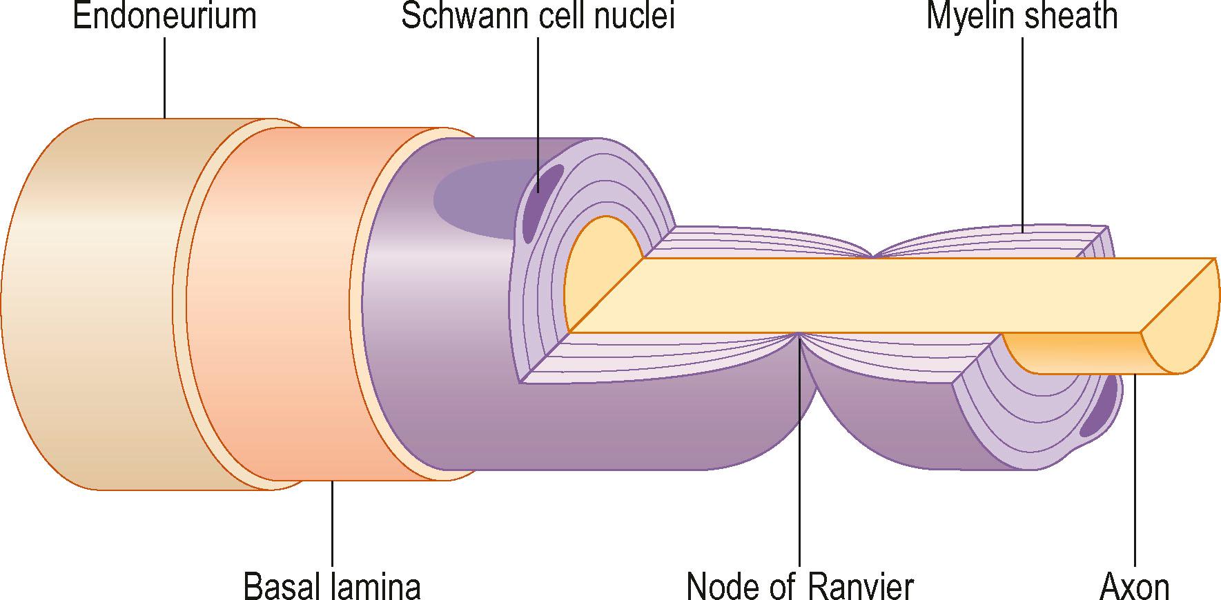 Figure 22.4, Close-up of myelinated axon and the node of Ranvier.