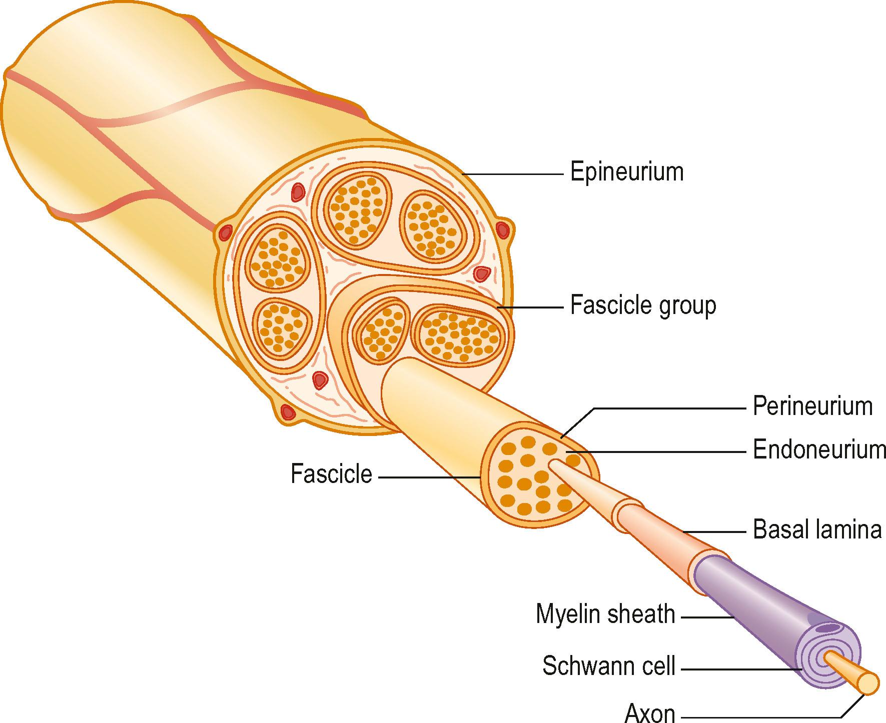 Figure 22.5, Schematic presentation of a peripheral nerve. Colors for identical structures are the same as in Fig. 22.4 .