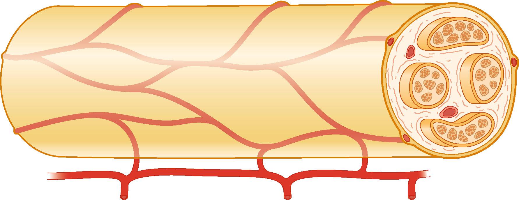 Figure 22.6, Principal blood supply of nerve segment, highlighted in red.