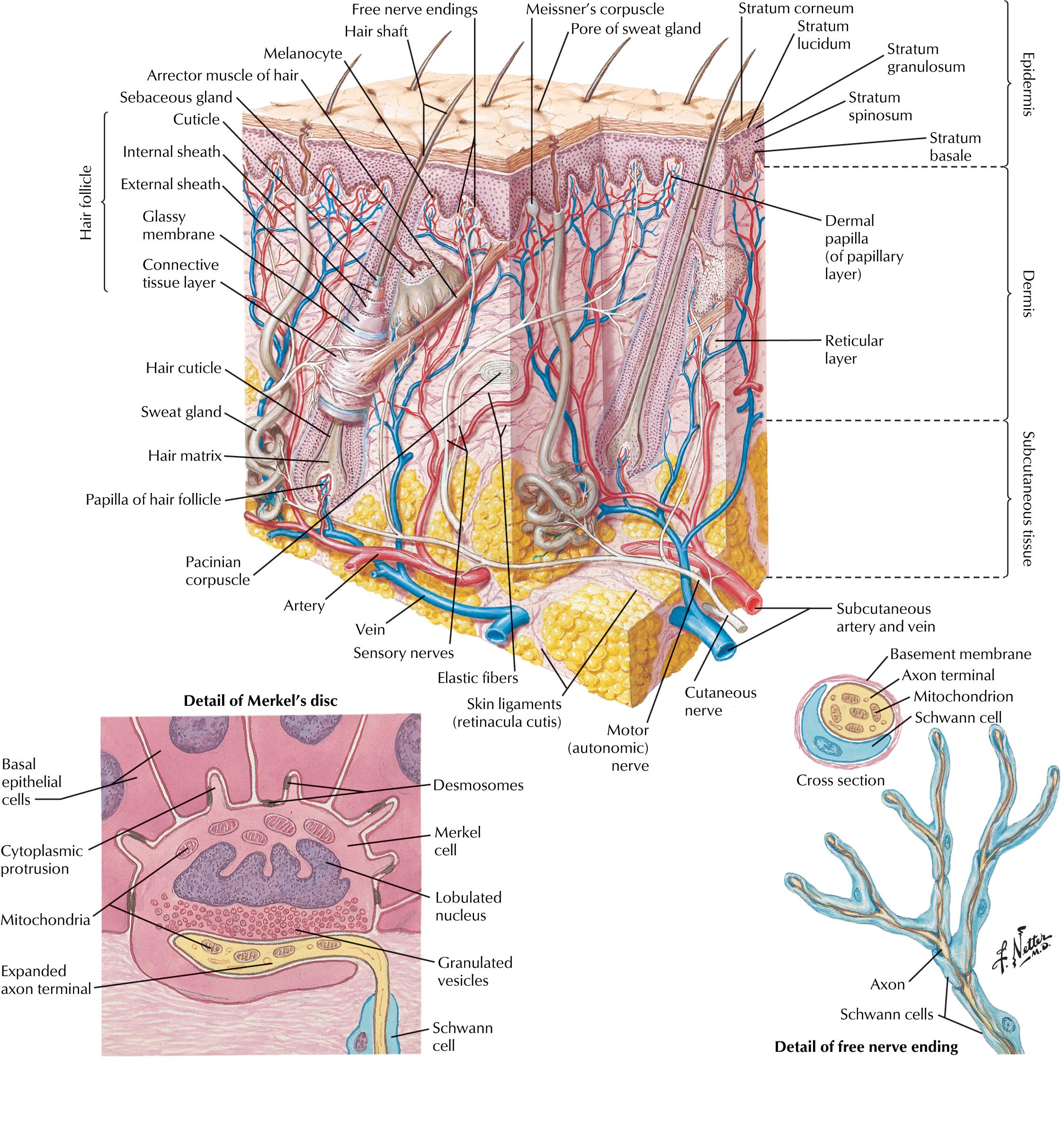 Fig. 4.1, Illustration of different touch sensory nerve endings in skin. Note that Meissner’s corpuscles and Merkel’s discs are found in glabrous (hairless) skin.