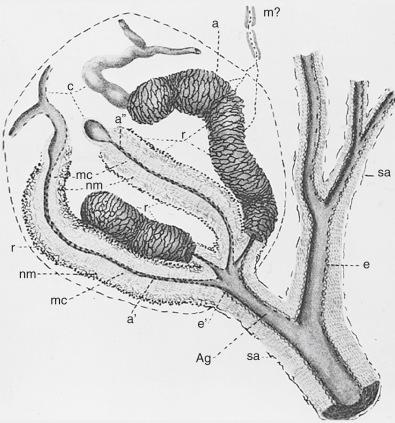 Fig. 24.1, Normal Glomus Body (according to Masson).