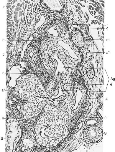 Fig. 24.2, Histologic Cross Section through Glomus Body (according to Masson).