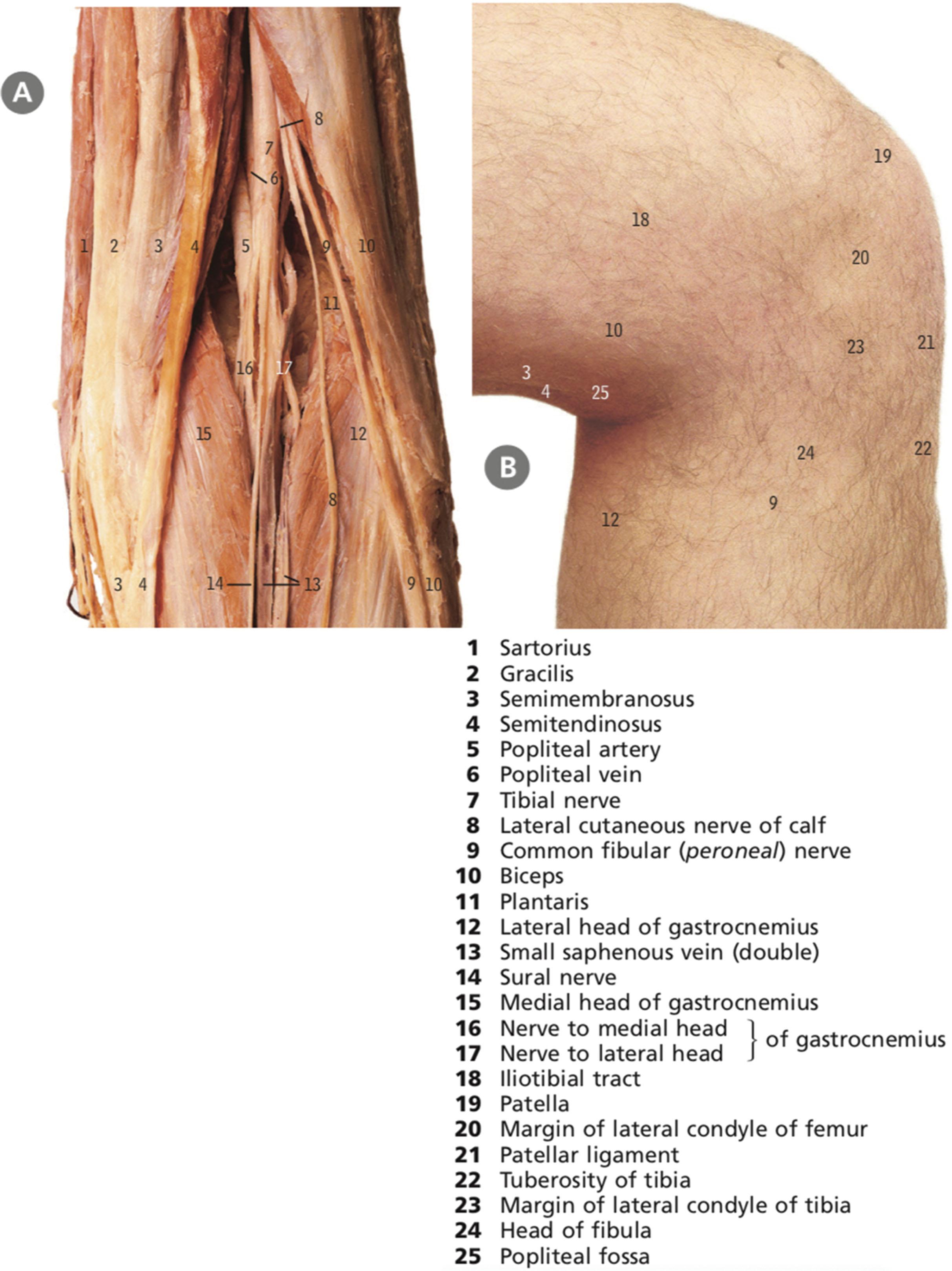 Figure 27.4, Popliteal fossa and back of the knee.