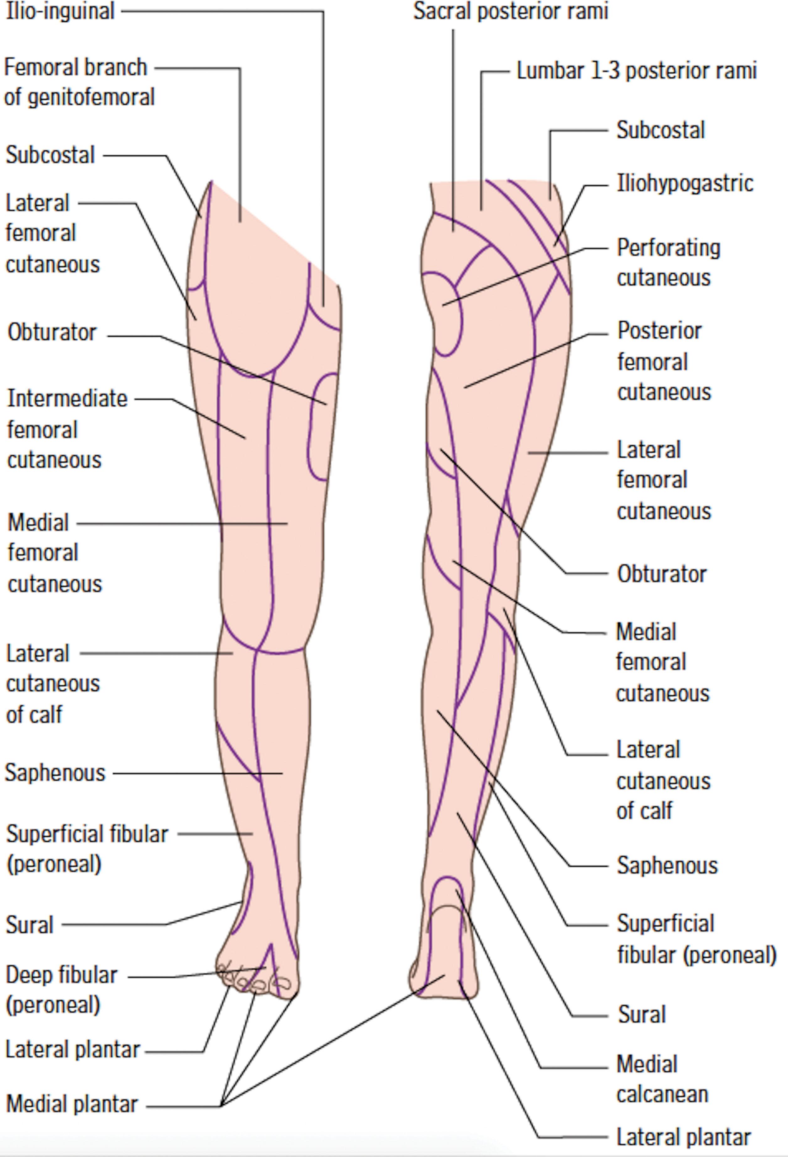 Figure 27.5, Branches of the lumbar plexus: diagram of cutaneous nerves of the front and back of the right lower limb.