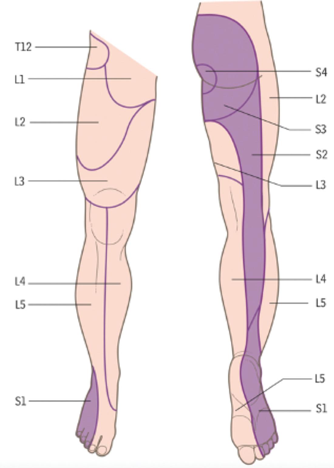 Figure 27.6, Diagram of dermatomes of the front and back of the right lower limb. Note that both the dorsum and sole of the foot are supplied by L5 and S1 dermatomes.