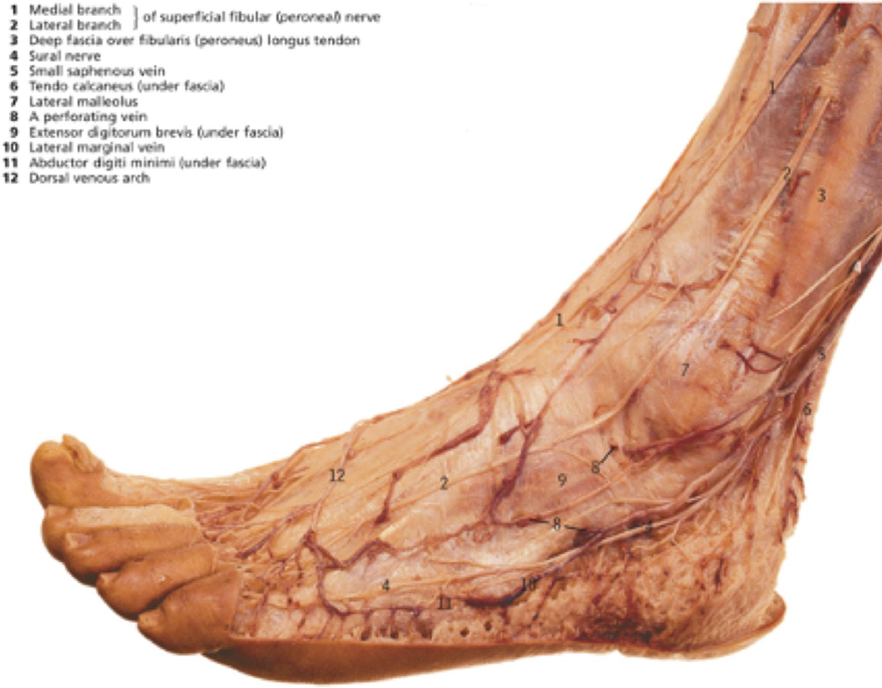 Figure 27.7, Superficial vessels and nerves of the left lower leg and foot, from the lateral side.