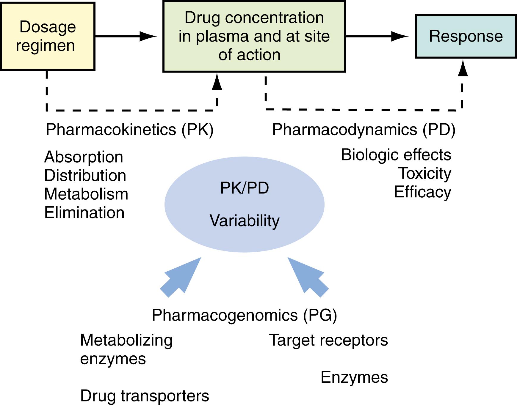 Fig. 75.1, Schematic illustration of interactions between pharmacokinetics (PK), pharmacodynamics (PD), and pharmacogenomics (PG). The PK relates a dosage regimen to drug concentration–time course in the body, and the PD relates the drug concentration to the magnitude of the desired or adverse effects produced. Genetic variations in the genes involved in drug disposition (e.g., drug-metabolizing enzymes, transporter genes) and drug action (e.g., target receptors, enzymes) contribute to the interindividual PK/PD variability.