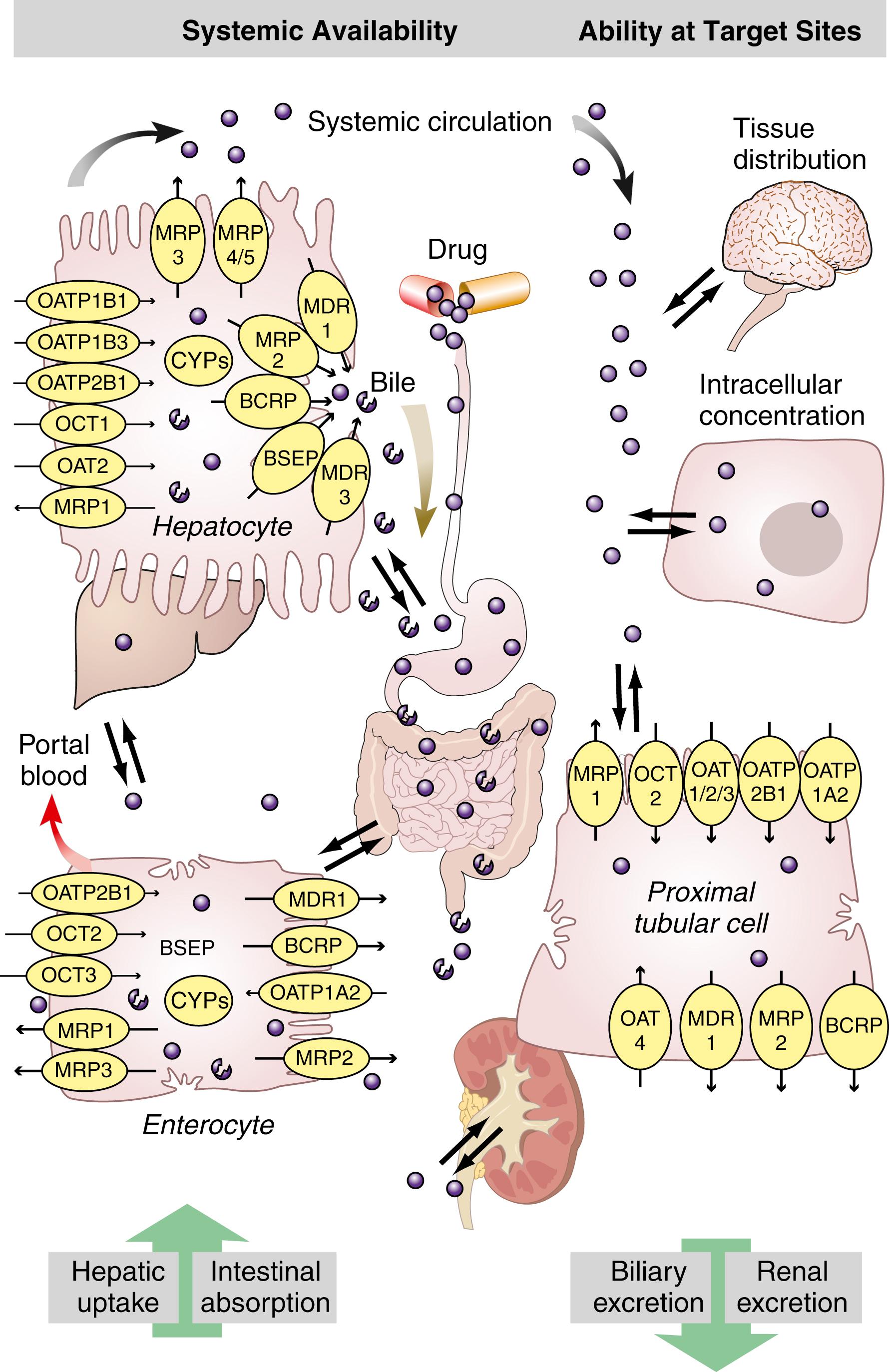 Fig. 75.3, Schematic representation of drug uptake and efflux transporters as determinants of drug disposition. Abbreviations are explained in Table 75.3. BSEP , bile salt export pump protein encoded by the ABCB11 gene.