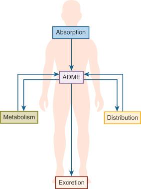 • Fig. 48.1, Pharmacokinetic absorption, distribution, metabolism and elimination (ADME) components.