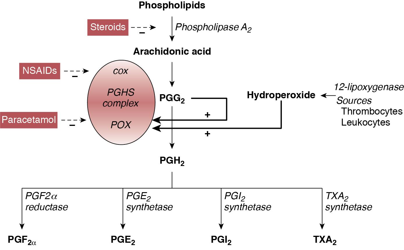 Fig. 17.1, The figure depicts arachidonic acid metabolism along with the inhibitory effects of medications and the stimulatory actions of endogenous substances on the enzymes of the pathway 1