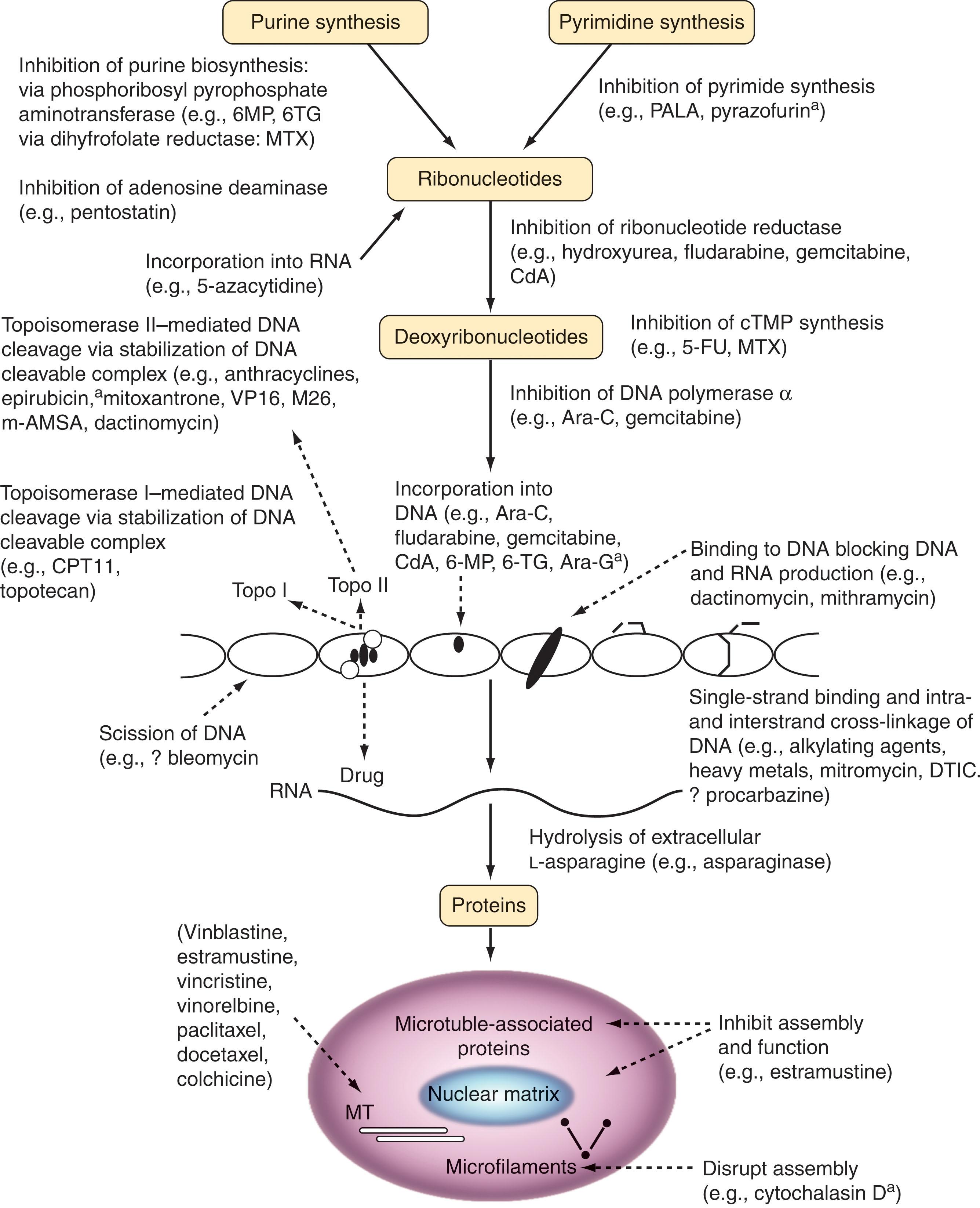 Figure 58.2, OVERVIEW OF SITES AND MECHANISMS OF ACTION OF THE MOST USEFUL CHEMOTHERAPEUTIC AGENTS.