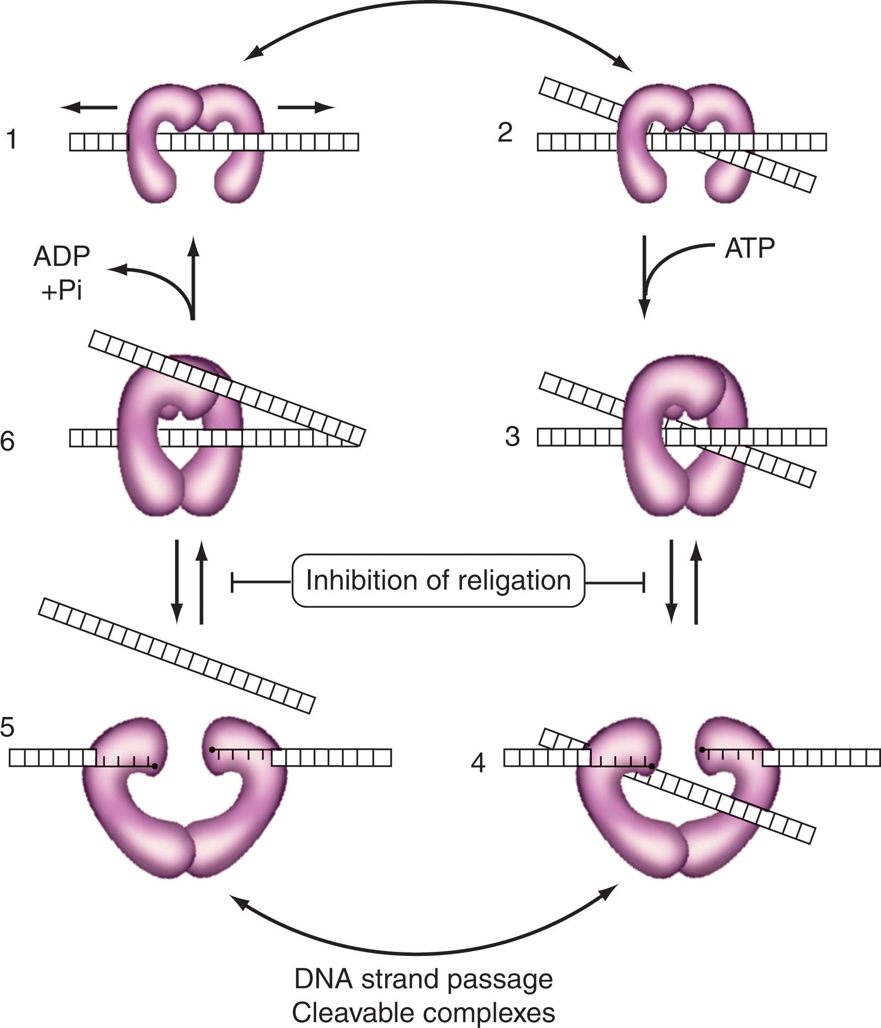 Figure 58.4, DNA TOPOISOMERASE II CATALYTIC CYCLE.