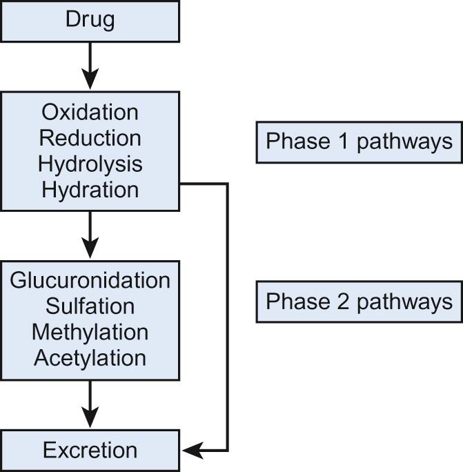 Fig. 36.2, Drug metabolism.