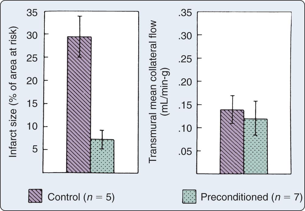 Fig. 7.2, Infarct size and collateral blood flow in a 40-minute study. Infarct size as a percentage of the anatomic area at risk in the control (purple) and preconditioned (green) hearts (left) . Infarct size in control animals averaged 29.4% of the area at risk. Infarct size in preconditioned hearts averaged only 7.3% of the area at risk (preconditioned vs control, P < .001). Transmural mean collateral blood flow (right) was not significantly different in the two groups. The protective effect of preconditioning was independent of the two major baseline predictors of infarct size: area at risk and collateral blood flow. Bars represent the group mean ± standard error of the mean.