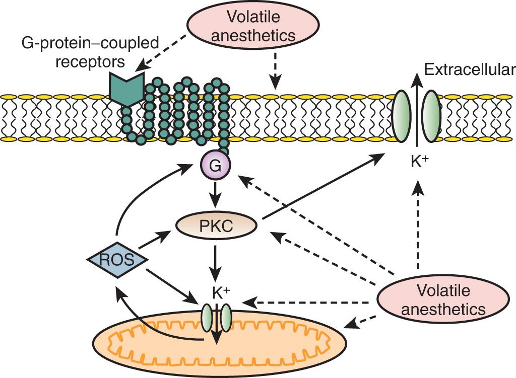 Fig. 7.3, Multiple endogenous signaling pathways mediate volatile anesthetic-induced myocardial activation of an end-effector that promotes resistance against ischemic injury. Mitochondrial K + ATP channels have been implicated as the end-effector in this protective scheme, but sarcolemmal K + ATP channels may also be involved. A trigger initiates a cascade of signal transduction events, resulting in protection. Volatile anesthetics signal through adenosine and opioid receptors, modulate G proteins (G), stimulate protein kinase C (PKC) and other intracellular kinases, or directly stimulate mitochondria to generate reactive oxygen species (ROS) that ultimately enhance K + ATP channel activity. Volatile anesthetics may also directly facilitate K + ATP channel opening. Dotted arrows delineate the intracellular targets that may be regulated by volatile anesthetics; solid arrows represent potential signaling cascades.