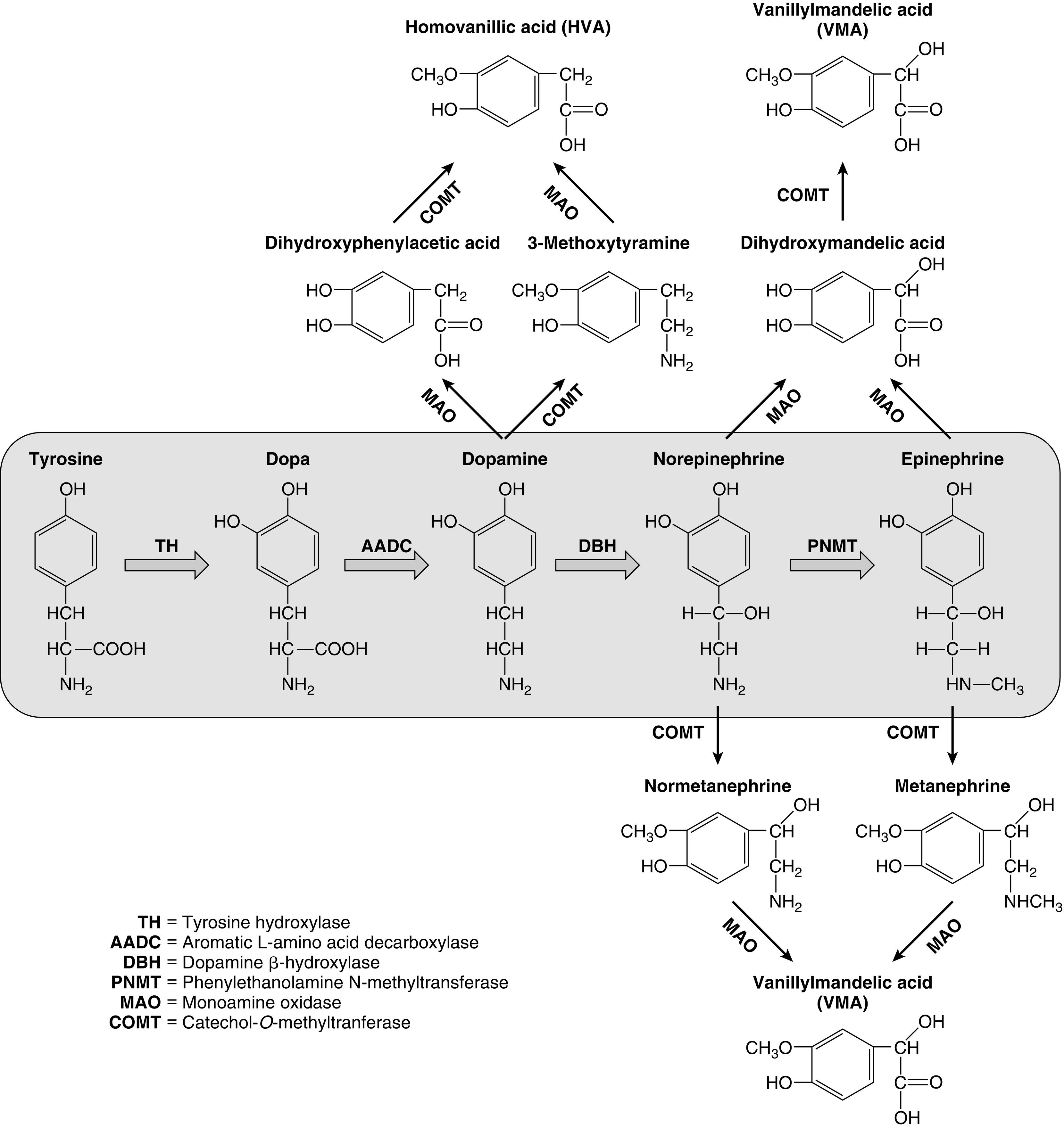 Fig. 15.3, The catecholamines are synthesized from the amino acid tyrosine, which is converted to 3,4-dihydroxyphenylalanine (dopa) by the enzyme tyrosine hydroxylase (TH), the rate-limiting step in catecholamine biosynthesis. Subsequent enzymatic decarboxylation (aromatic L-amino acid decarboxylase; AADC) and hydroxylation (dopamine β-hydroxylase; DBH) yields dopamine and norepinephrine, respectively, and norepinephrine is subsequently converted to epinephrine via the cytosolic enzyme phenylethanolamine N-methyltransferase (PNMT). The catecholamines are metabolized by two major enzymes: monoamine oxidase (MAO) and catechol- O -methyltransferase (COMT).