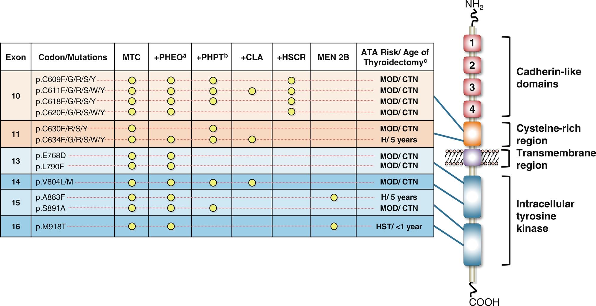 Fig. 15.5, The RET receptor tyrosine kinase, commonly mutated RET codons, associated MEN2 phenotypes, and the 2015 ATA risk stratification and recommendations regarding the timing of thyroidectomy and prospective screening for other MEN2 manifestations. 65