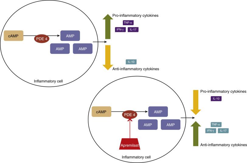 Fig. 18.1, Mechanism of action of apremilast. In inflammatory cells, cyclic adenosine monophosphate (cAMP) is converted to adenosine monophosphate (AMP) via phosphodiesterase 4 (PDE4) . Increased level of AMP lead to release of proinflammatory cytokines, such as tumor necrosis factor (TNF)-α, interleukin (IL)-23 and IL-17 and decreased expression of anti-inflammatory cytokines, such as IL-10. Apremilast inhibits the action of PDE4, which increases levels of cAMP, decreases levels of AMP and which translates to a more anti-inflammatory downstream cytokine profile (increased anti-inflammatory cytokines and decreased proinflammatory cytokines.