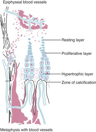 Fig. 2.1, Diagrammatic representation of the zones of the physis.