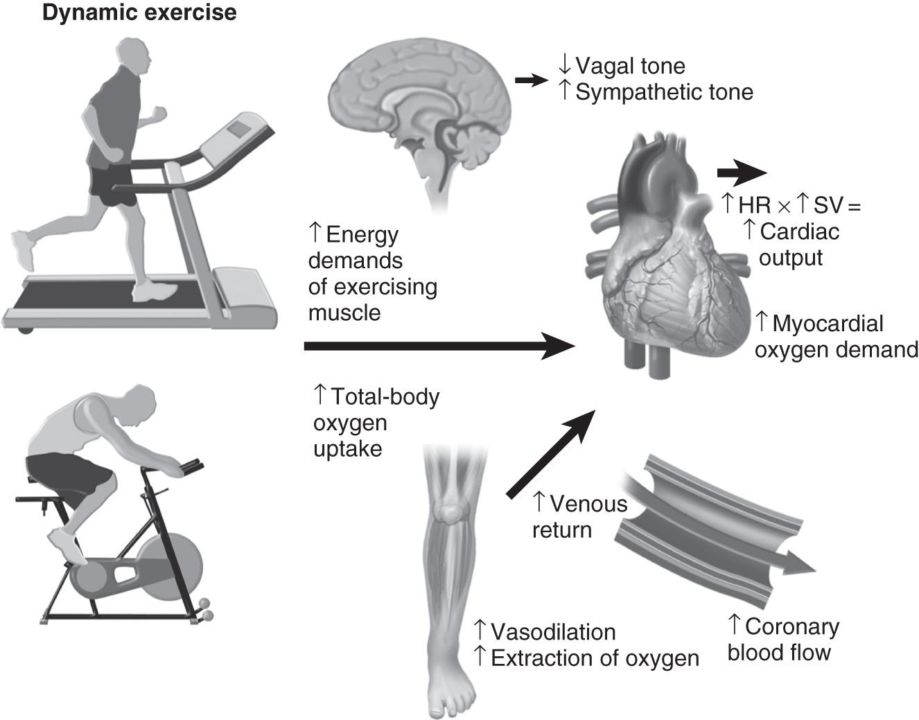 Fig. 45.1, Acute physiological effects of exercise. HR, Heart rate; SV, stroke volume.